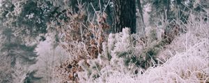 Preview wallpaper grass, frost, trees, landscape, nature