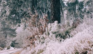 Preview wallpaper grass, frost, trees, landscape, nature