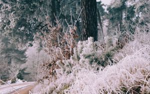 Preview wallpaper grass, frost, trees, landscape, nature