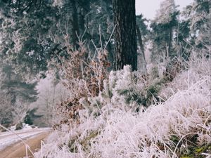 Preview wallpaper grass, frost, trees, landscape, nature