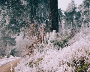 Preview wallpaper grass, frost, trees, landscape, nature