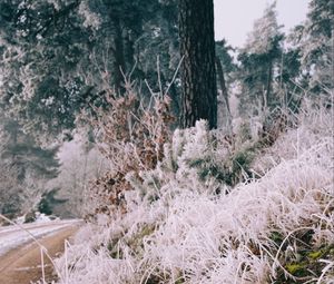 Preview wallpaper grass, frost, trees, landscape, nature