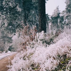 Preview wallpaper grass, frost, trees, landscape, nature