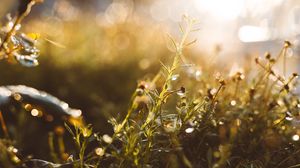 Preview wallpaper grass, glare, blur, sunlight
