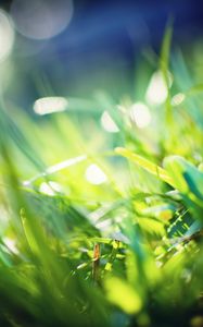 Preview wallpaper grass, glare, blurred, light, color
