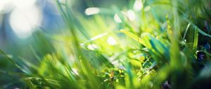 Preview wallpaper grass, glare, blurred, light, color
