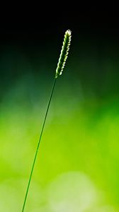 Preview wallpaper grass, glare, branch, light, shadow