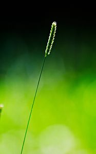 Preview wallpaper grass, glare, branch, light, shadow