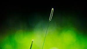 Preview wallpaper grass, glare, branch, light, shadow