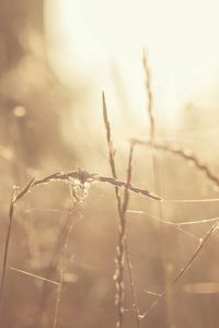 Preview wallpaper grass, glare, light