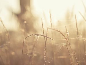 Preview wallpaper grass, glare, light