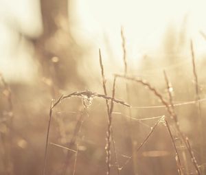 Preview wallpaper grass, glare, light