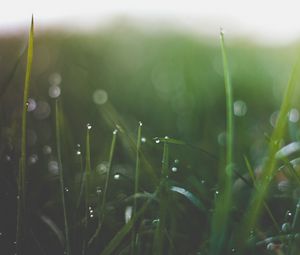 Preview wallpaper grass, glare, light