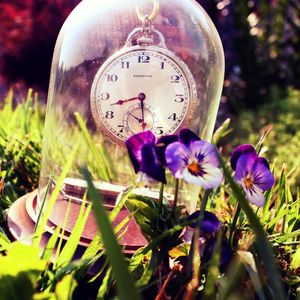 Preview wallpaper grass, glass, pansies, summer, hours