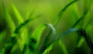 Preview wallpaper grass, glass, rain, drops