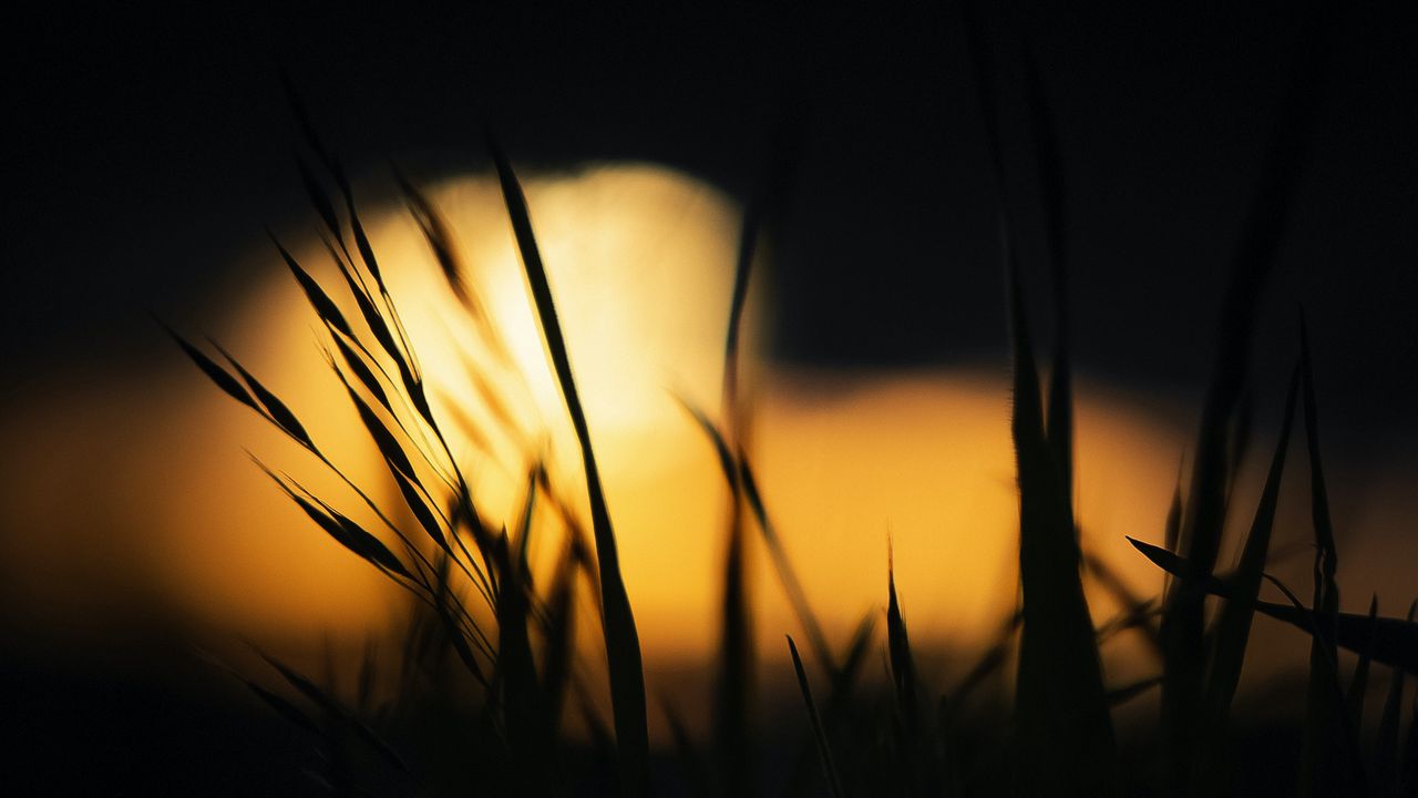 Wallpaper grass, glow, black