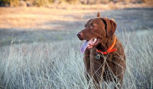 Preview wallpaper grass, golf, walking, dog, muzzle