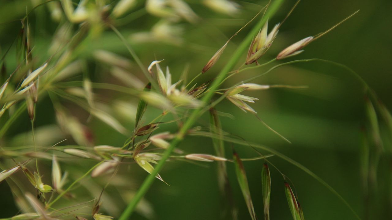 Wallpaper grass, grain, green, plants, macro, blur