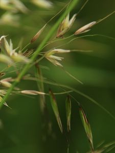 Preview wallpaper grass, grain, green, plants, macro, blur