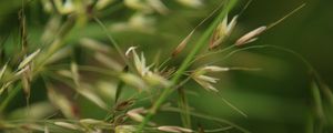 Preview wallpaper grass, grain, green, plants, macro, blur