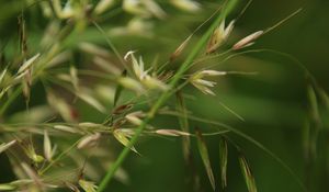 Preview wallpaper grass, grain, green, plants, macro, blur