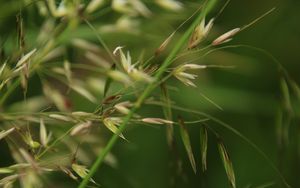 Preview wallpaper grass, grain, green, plants, macro, blur