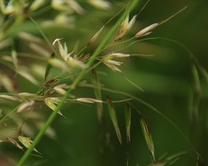 Preview wallpaper grass, grain, green, plants, macro, blur