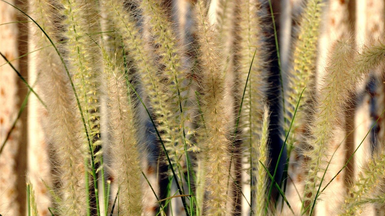 Wallpaper grass, gray, green, brush