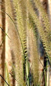 Preview wallpaper grass, gray, green, brush