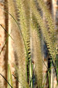 Preview wallpaper grass, gray, green, brush