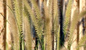 Preview wallpaper grass, gray, green, brush