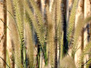 Preview wallpaper grass, gray, green, brush