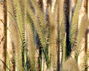 Preview wallpaper grass, gray, green, brush