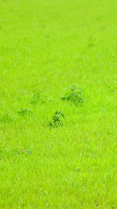 Preview wallpaper grass, green, background, nature