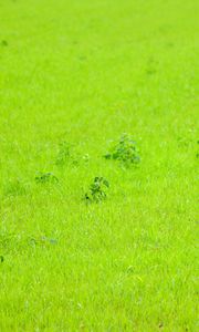 Preview wallpaper grass, green, background, nature