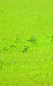 Preview wallpaper grass, green, background, nature
