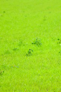 Preview wallpaper grass, green, background, nature