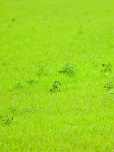 Preview wallpaper grass, green, background, nature