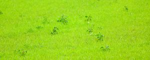 Preview wallpaper grass, green, background, nature