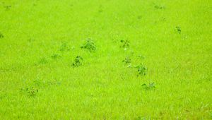 Preview wallpaper grass, green, background, nature