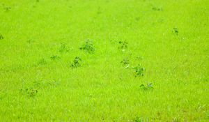 Preview wallpaper grass, green, background, nature