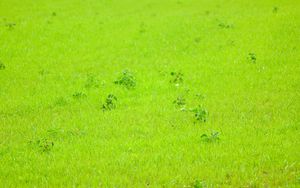 Preview wallpaper grass, green, background, nature