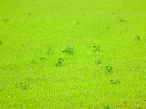 Preview wallpaper grass, green, background, nature