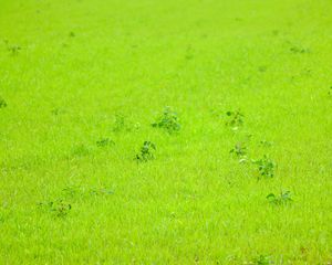 Preview wallpaper grass, green, background, nature