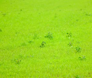 Preview wallpaper grass, green, background, nature