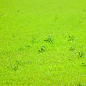 Preview wallpaper grass, green, background, nature