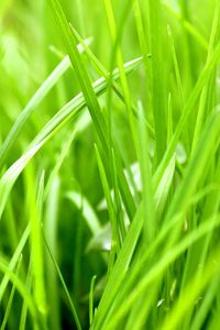 Preview wallpaper grass, green, blur, season