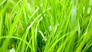 Preview wallpaper grass, green, blur, season