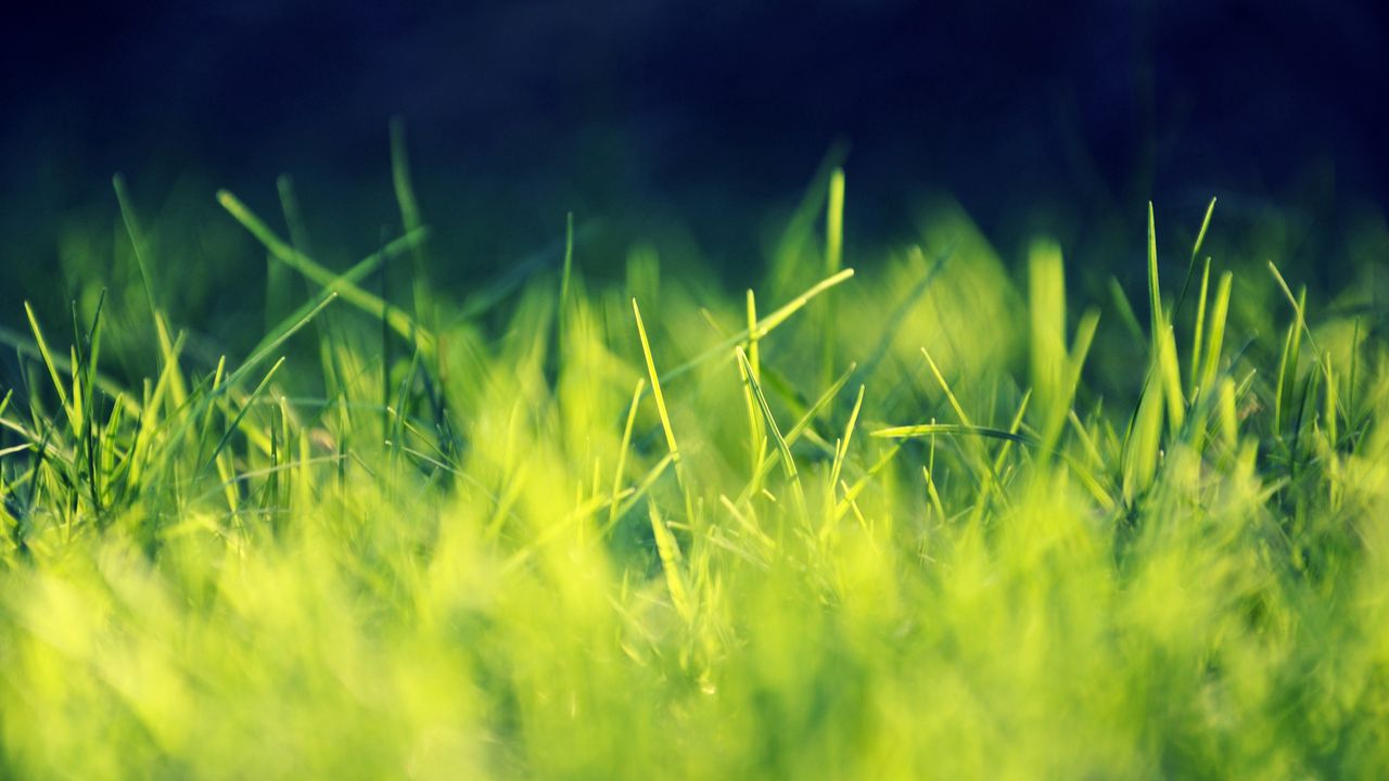 Wallpaper grass, green, bright, light