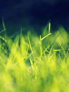 Preview wallpaper grass, green, bright, light
